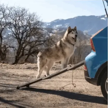 Car-Friendly Pet Carriers and Seats for Long Road Trips